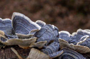 Немецкие учёные вырастили грибы со свойствами земляники